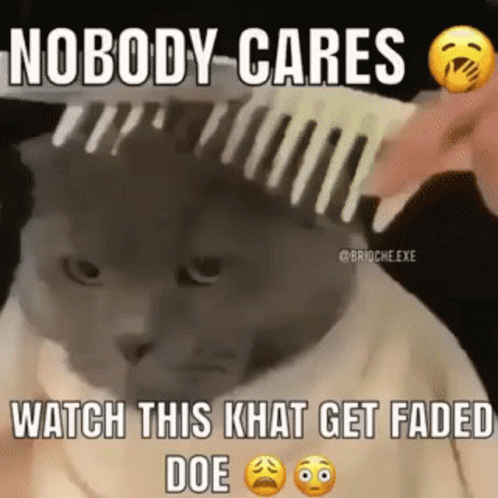 A Person Is Brushing A Cat 'S Hair With A Comb And The Cat Is Looking At The Camera . GIF