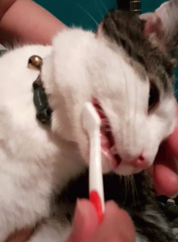 A Person Is Brushing A Cat 'S Teeth With A Red Brush GIF