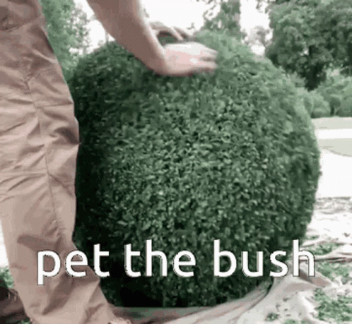 A Person Is Cutting A Bush With The Words " Pet The Bush " Below Them GIF