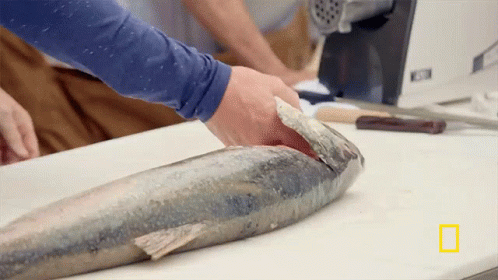 A Person Is Cutting A Large Fish On A Cutting Board With A National Geographic Logo In The Background GIF