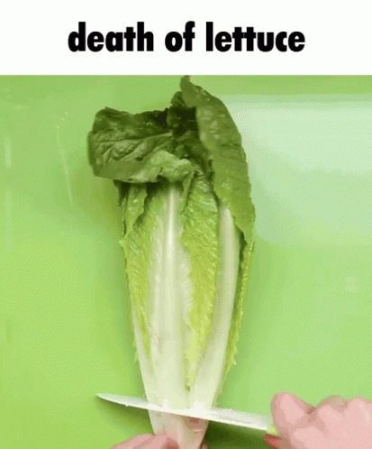 A Person Is Cutting A Lettuce With The Words Death Of Lettuce Above It GIF