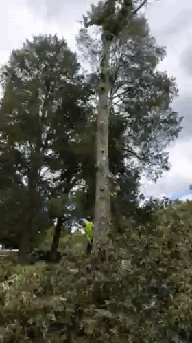 A Person Is Cutting Down A Tree With A Chainsaw . GIF