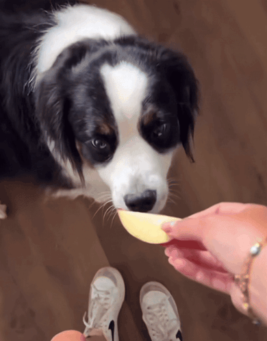 A Person Is Feeding A Black And White Dog A Piece Of Food GIF