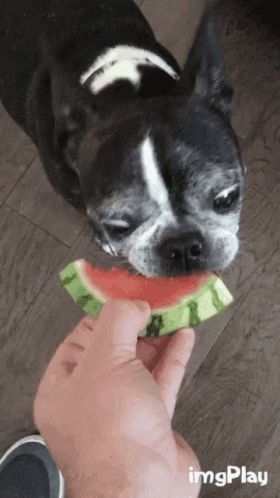 A Person Is Feeding A Dog A Slice Of Watermelon With Imgplay Written In The Corner GIF