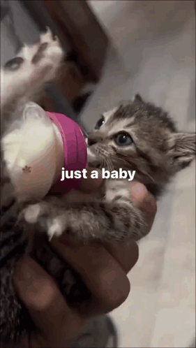 A Person Is Feeding A Kitten From A Pink Bottle With The Words Just A Baby Above It GIF