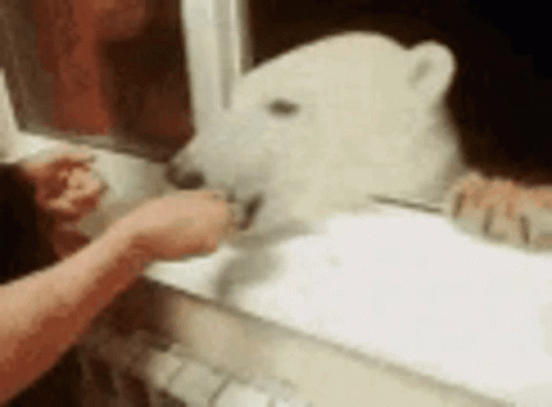 A Person Is Feeding A Polar Bear With A Spoon GIF