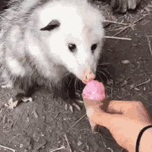 A Person Is Feeding An Opossum A Pink Ice Cream Cone . GIF