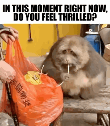 A Person Is Giving A Bag To A Fat Dog With A Straw In Its Mouth GIF