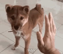 A Person Is Giving A Puppy A High Five While Standing On A Tiled Floor . GIF