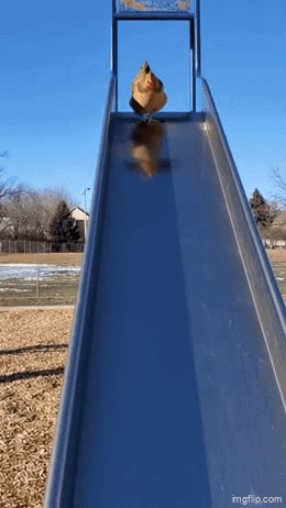 A Person Is Going Down A Slide At A Playground GIF
