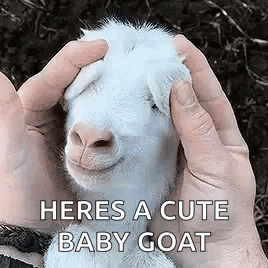 A Person Is Holding A Baby Goat In Their Hands And It Is Smiling . GIF