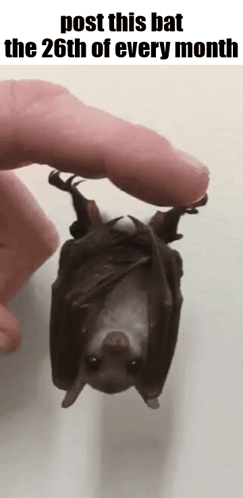 A Person Is Holding A Bat That Is Hanging Upside Down And Says Post This Bat The 26Th Of Every Month GIF