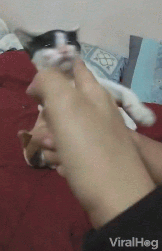 A Person Is Holding A Black And White Cat In Their Hand And The Cat Is Looking Up At The Camera GIF