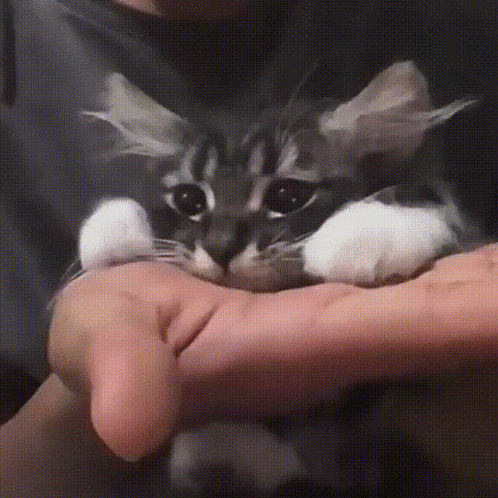 A Person Is Holding A Black And White Cat In Their Hands GIF