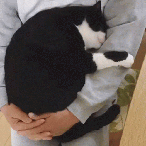 A Person Is Holding A Black And White Cat In Their Lap GIF