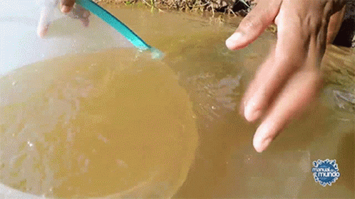 A Person Is Holding A Blue Spoon In A Bowl Of Water With The Word Mundo On The Bottom Right GIF