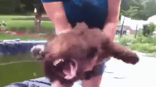 A Person Is Holding A Brown Dog In Their Arms . GIF
