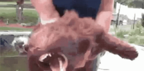A Person Is Holding A Brown Dog In Their Hands And It Is Looking At The Camera . GIF