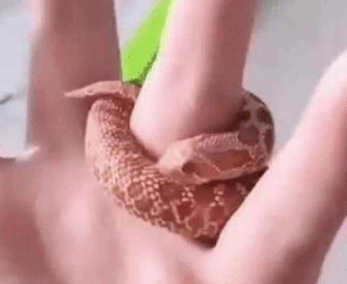 A Person Is Holding A Brown Snake In Their Hand . GIF