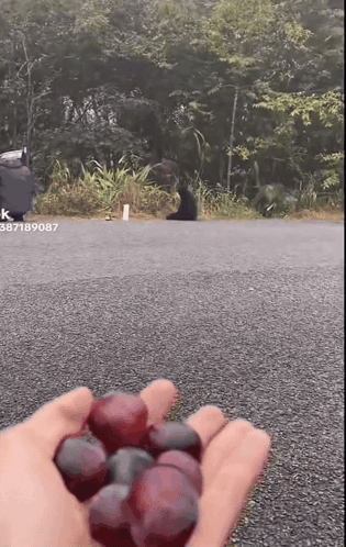 A Person Is Holding A Bunch Of Grapes In Their Hand With The Number 387189087 On The Bottom GIF