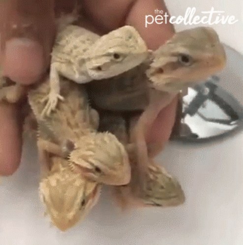 A Person Is Holding A Bunch Of Lizards With The Pet Collective Logo On The Bottom GIF