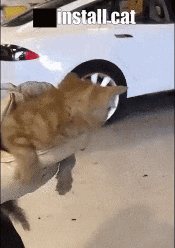 A Person Is Holding A Cat In Front Of A White Car With The Words Install Cat On The Bottom GIF