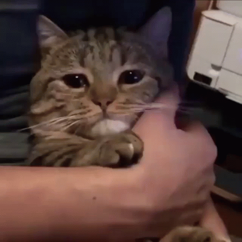A Person Is Holding A Cat In Their Arms And The Cat Is Looking At The Camera GIF