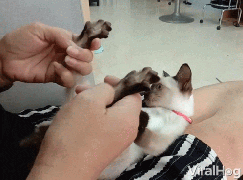 A Person Is Holding A Cat 'S Paw While The Cat Looks At The Camera And The Words Viralhog Can Be Seen In The Corner GIF
