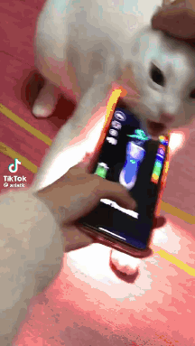 A Person Is Holding A Cell Phone In Front Of A Cat GIF