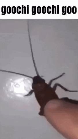 A Person Is Holding A Cockroach With A Caption That Says Goochi Goochi Goo . GIF