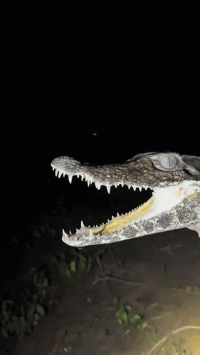 A Person Is Holding A Crocodile In Their Hand With Its Mouth Open GIF