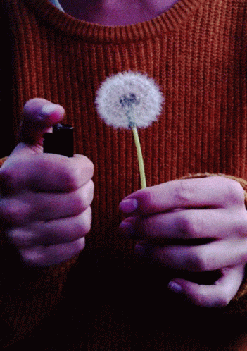 A Person Is Holding A Dandelion And A Lighter In Their Hands GIF