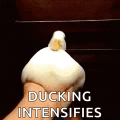 a person is holding a duck in their hand with the words ducking intensifies .