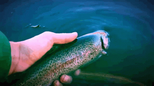 A Person Is Holding A Fish In Their Hand And It Is Swimming In The Water GIF