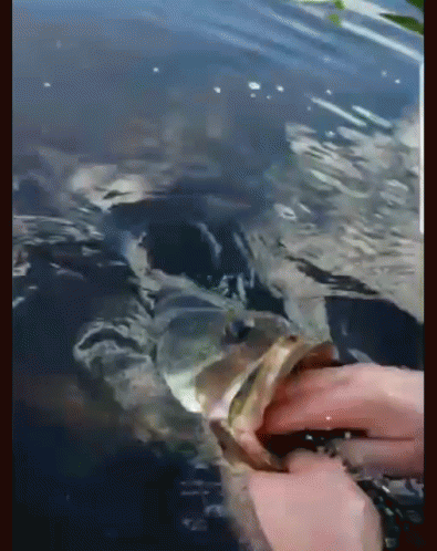 A Person Is Holding A Fish In Their Hand In A Body Of Water GIF