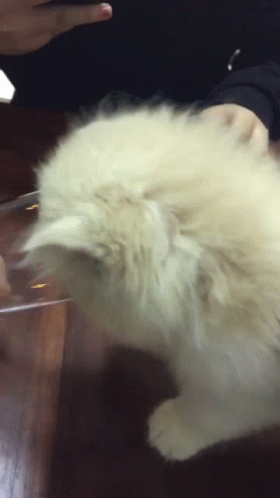 A Person Is Holding A Fluffy White Cat On A Table GIF