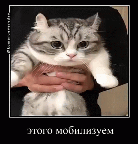 A Person Is Holding A Gray And White Cat In Their Hands GIF