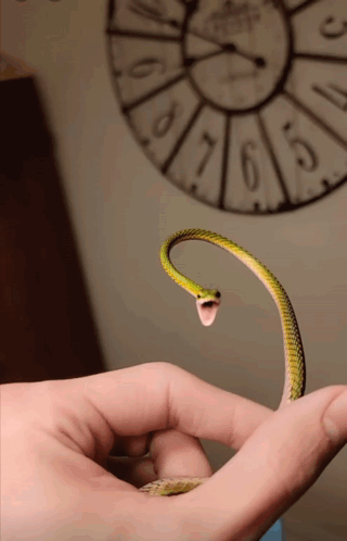 A Person Is Holding A Green Snake In Front Of A Clock That Has The Numbers 1 To 12 On It GIF