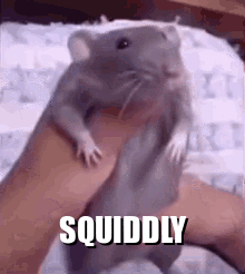 A Person Is Holding A Hamster In Their Hand And The Hamster Is Standing Up . GIF