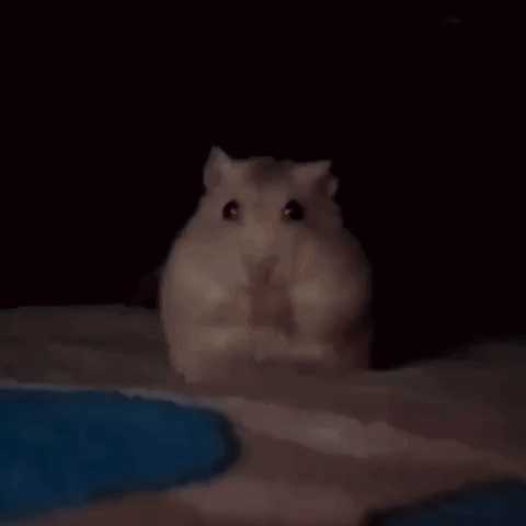 A Person Is Holding A Hamster In Their Hand In The Dark . GIF
