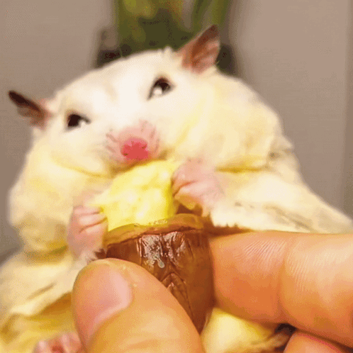A Person Is Holding A Hamster That Is Eating A Banana GIF