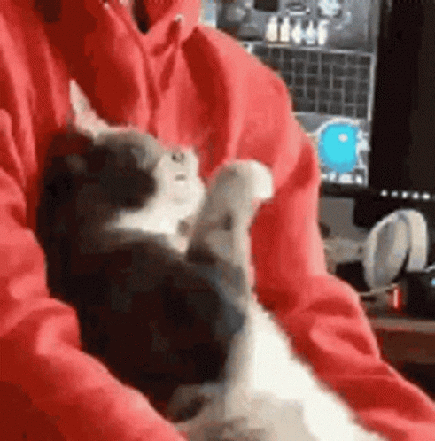 A Person Is Holding A Kitten In Their Arms . GIF