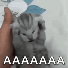 a person is holding a kitten in their hand and the kitten is making a funny face .