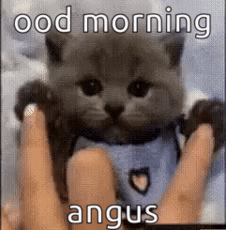 A Person Is Holding A Kitten In Their Hands And The Kitten Is Wearing A Shirt With A Heart On It . GIF