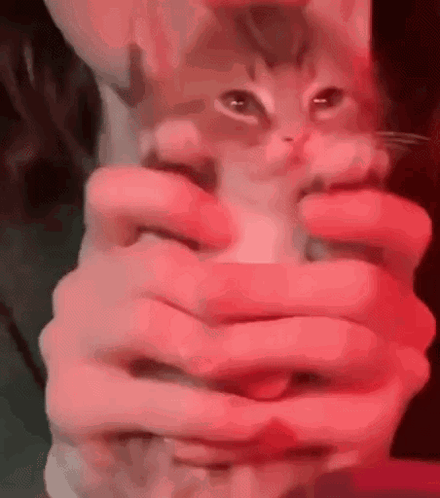 A Person Is Holding A Kitten In Their Hands With Red Lights Behind Them . GIF