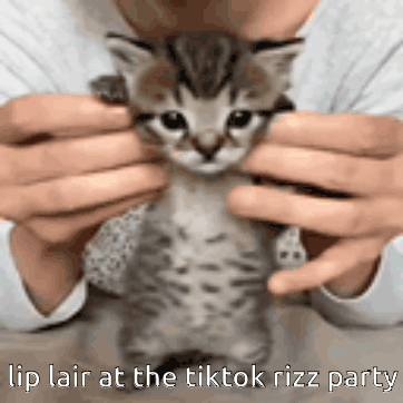 A Person Is Holding A Kitten In Their Hands With The Caption Lip Lair At The Tiktok Rizz Party . GIF