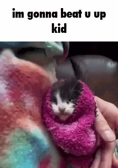 A Person Is Holding A Kitten Wrapped In A Pink Blanket And Says `` Im Gonna Beat U Up Kid '' . GIF