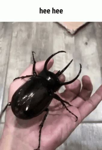 A Person Is Holding A Large Black Beetle In Their Hand With The Text Hee Hee Above It . GIF
