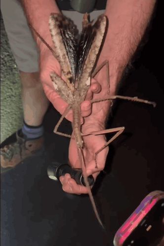 A Person Is Holding A Large Bug In Their Hand GIF