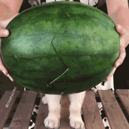 A Person Is Holding A Large Watermelon With A Slice Missing GIF